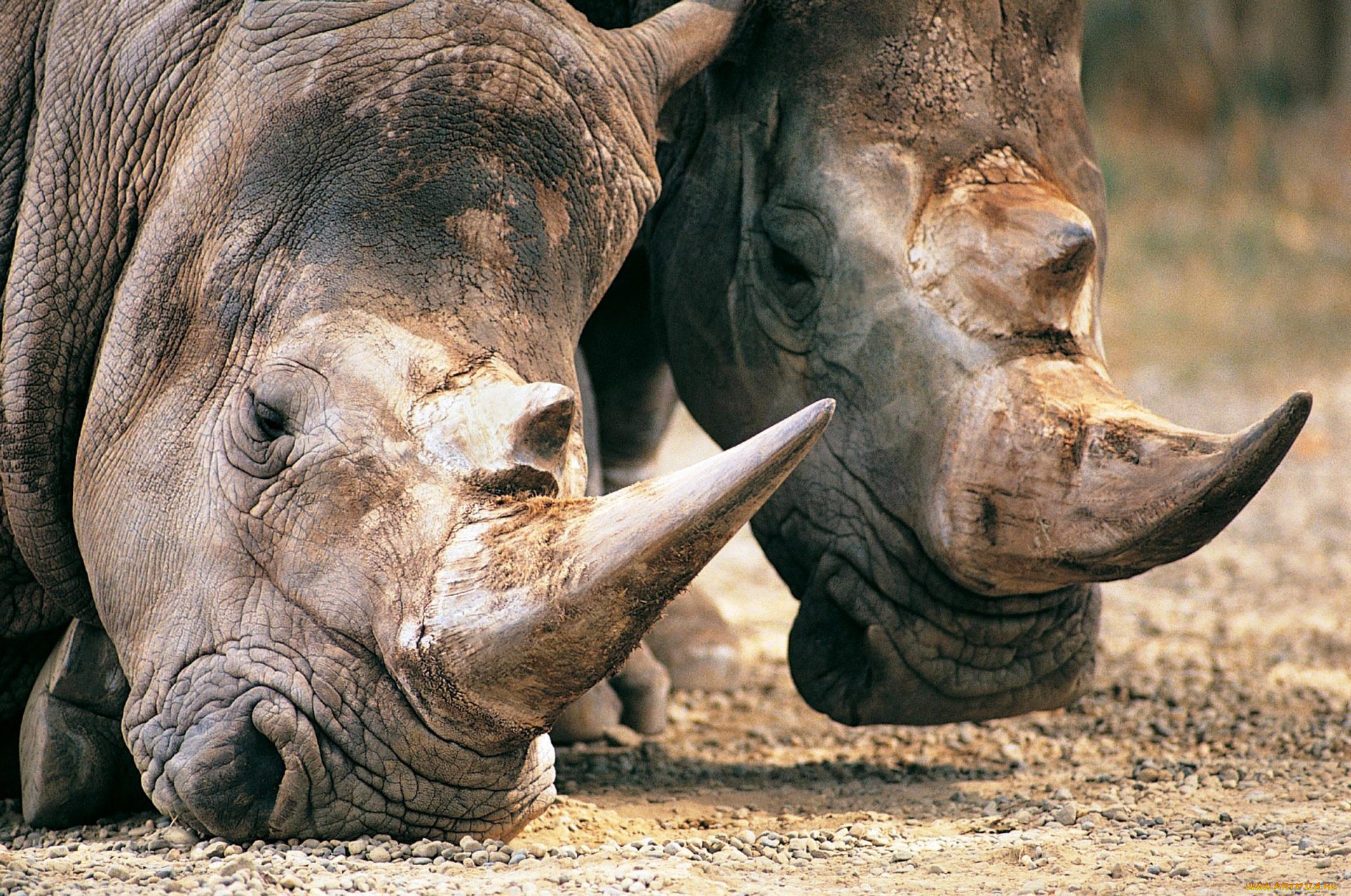 Носорог и осьминог носят десять пар. Носорог. Кожа носорога. Мощный носорог. Носорог Рог Рог.